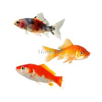 Assorted Comet Small 4-6cm