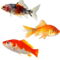 Assorted Comet Large 7-9cm