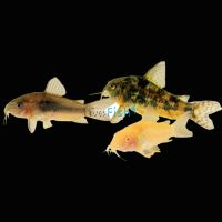 Assorted Corydoras 3.5cm