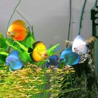 Assorted Discus 4cm