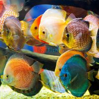 Assorted Discus (Imported) 7cm