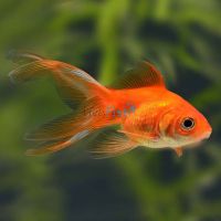 Assorted Fantail 12cm