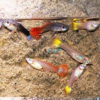 75x Assorted Female Guppy 3-4cm