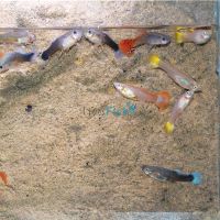 75x Assorted Female Guppy 3-4cm