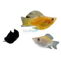 Assorted Freshwater Balloon Molly 3.5cm