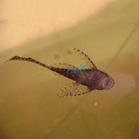 Assorted Longfin Bristlenose Catfish 5cm