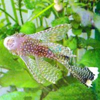 Assorted Longfin Bristlenose Catfish 3.5cm