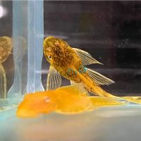 Assorted Longfin Bristlenose Catfish 3.5cm