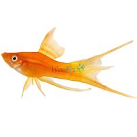 Assorted Lyretail Swordtail 5cm