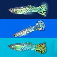 Assorted Male Cobra Guppy 3.5cm