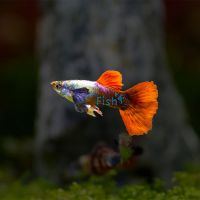 Assorted Male Elephant Ear Guppy 3.5cm