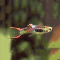 Assorted Male Endlers Guppy 2cm