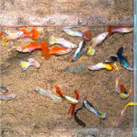75x Assorted Male Guppy 3-4cm