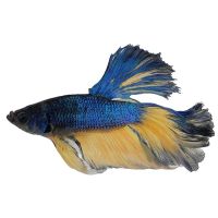 Assorted Male Select Halfmoon Rosetail 6cm