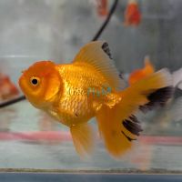 Assorted Oranda 12cm
