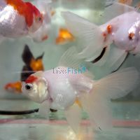 Assorted Oranda 9cm