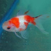 Assorted Pearl Scale Goldfish 7cm