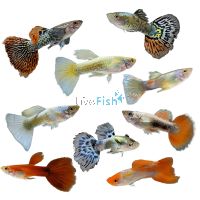 Assorted Premium Male Guppy 3.5cm