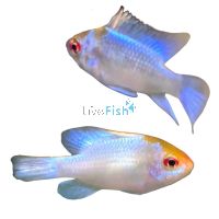 Assorted Ramirezi Longfin 3.5cm