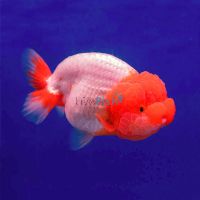 Assorted Ranchu 12cm