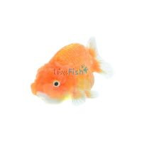 Assorted Ranchu 4cm