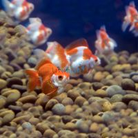 Assorted Ryukin 12cm