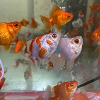 Assorted Ryukin Short Tail 9cm