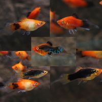 Assorted Speartail Platy 4cm