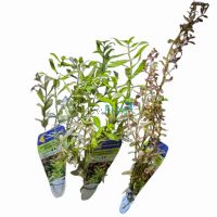 Assorted Submersed Plants - Bunch