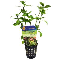 50x Assorted Submersed Grown Plants