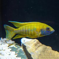 Yellow Benga Peacock 5cm