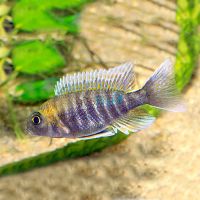 Jacobfreibergi Peacock 5cm