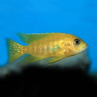 Yellow Benga Peacock 10cm