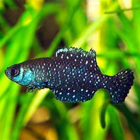 3x Rk99 Austrolebias Nigripinnis 2cm