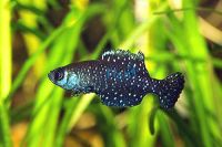 3x Rk99 Austrolebias Nigripinnis 2cm