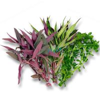 Baby Tears - Emersed – Bunch