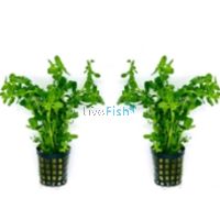 Bacopa Bunch