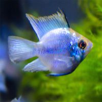Balloon Ram Electric Blue 3cm