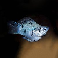 Assorted Balloon Molly 3.5cm