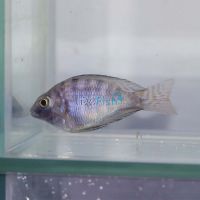 Balloon Marble Peacock 5cm