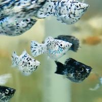 Balloon Platinum Dalmation Molly 3.5cm