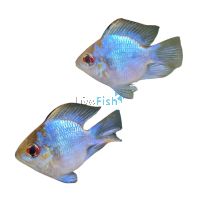 Balloon Ram Electric Blue 3cm