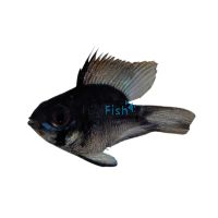 Balloon Ramirezi Blue Knight 3.5cm