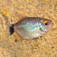 Balloon Red Eye Tetra - Lampeye 3cm