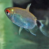 Balloon Red Eye Tetra (Lampeye) 3.5cm