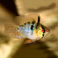 Balloon Blue Ram 4cm
