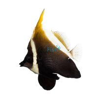 Horned Bannerfish - Medium