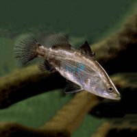 Barramundi 9cm