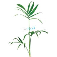 Bella Palms (Piece Plant)