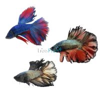 Assorted Male Select Rosetail Halfmoon Betta 5cm